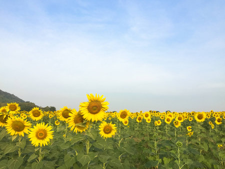 Day of sunflowers.の写真素材