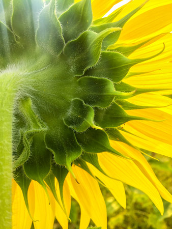 Day of sunflowers.の写真素材