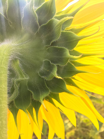 Day of sunflowers.の写真素材