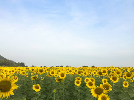 Day of sunflowers.の写真素材