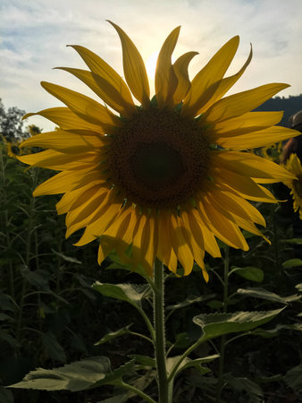 Day of sunflowers.の写真素材