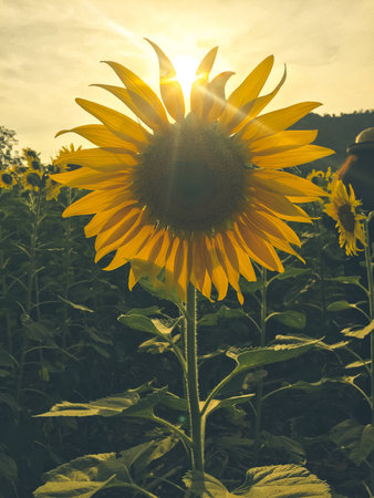 Day of sunflowers.の写真素材