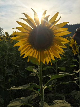 Day of sunflowers.の写真素材