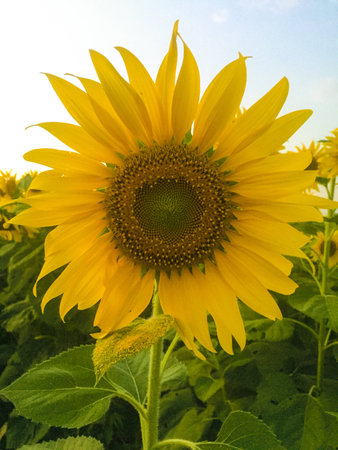 Day of sunflowers.の写真素材