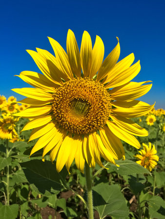 Time of Sunflowers.の写真素材