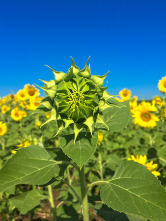 Time of Sunflowers.の写真素材