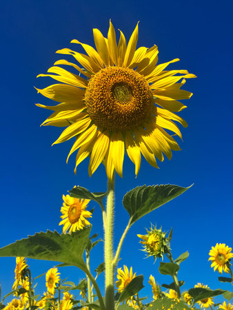 Time of Sunflowers.の写真素材