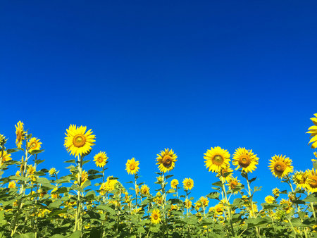 Time of Sunflowers.の写真素材