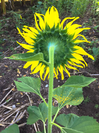 Time of Sunflowers.の写真素材