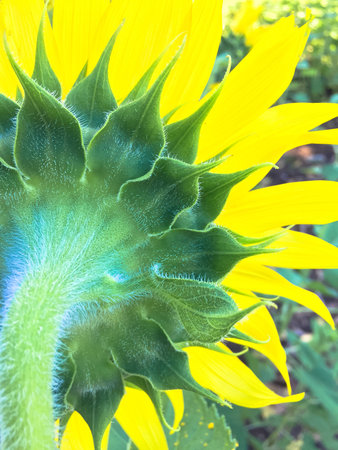 Time of Sunflowers.の写真素材