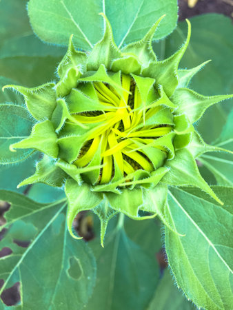 Time of Sunflowers.の写真素材