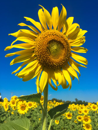 Time of Sunflowers.の写真素材