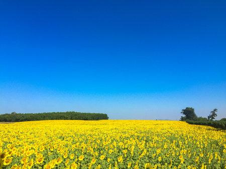 Time of Sunflowers.の写真素材
