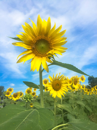 Time of Sunflowers.の写真素材