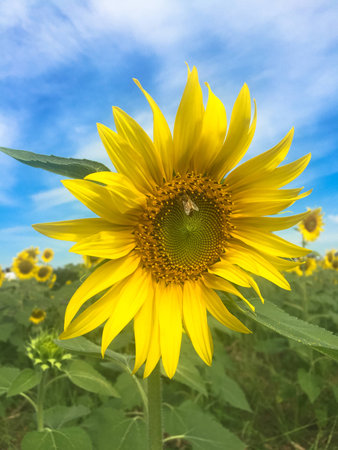 Time of Sunflowers.の写真素材
