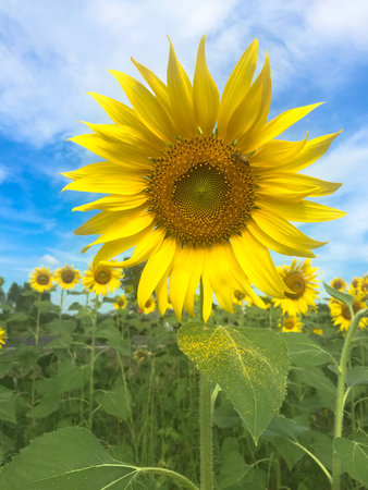Time of Sunflowers.の写真素材