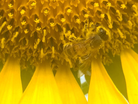 Time of Sunflowers.の写真素材