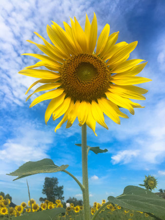 Time of Sunflowers.の写真素材