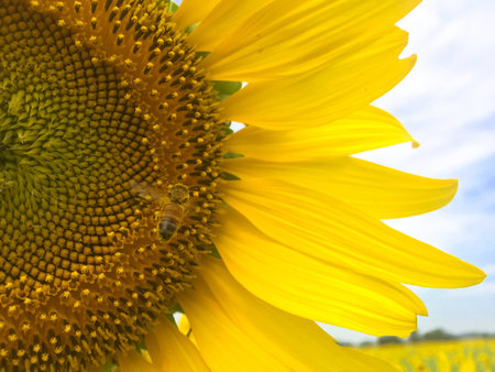 Time of Sunflowers.の写真素材