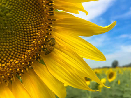 Time of Sunflowers.の写真素材