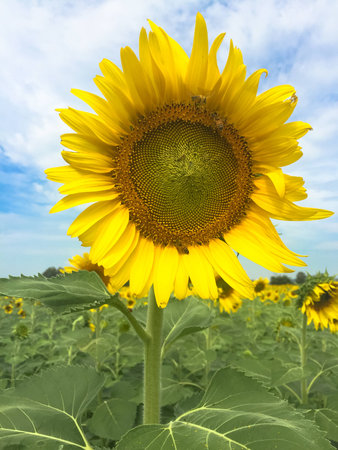 Time of Sunflowers.の写真素材