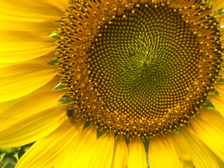 Time of Sunflowers.の写真素材