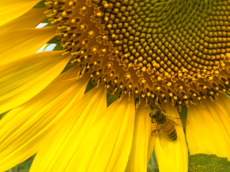 Time of Sunflowers.の写真素材
