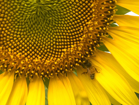 Time of Sunflowers.の写真素材