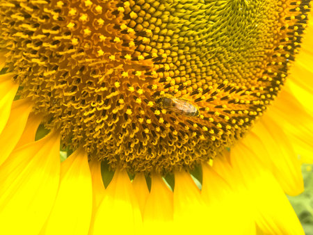 Time of Sunflowers.の写真素材