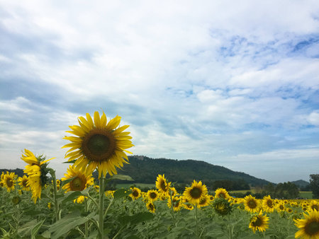 Time of Sunflowers.の写真素材