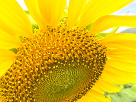 Time of Sunflowers.の写真素材