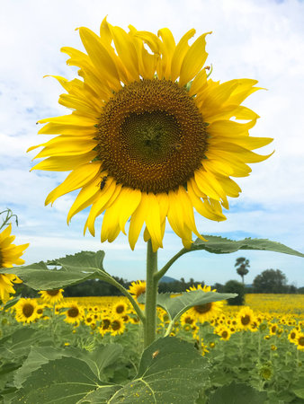 Time of Sunflowers.の写真素材