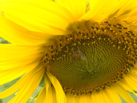 Time of Sunflowers.の写真素材