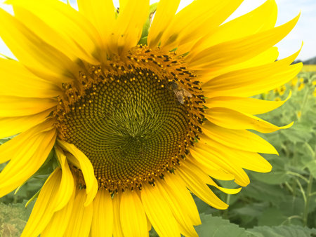 Time of Sunflowers.の写真素材