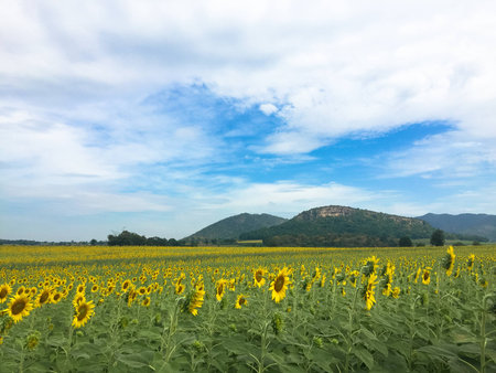 Time of Sunflowers.の写真素材