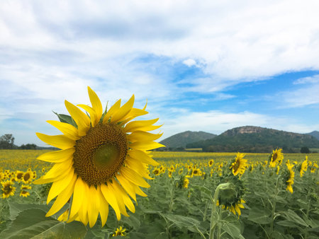 Time of Sunflowers.の写真素材