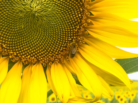 Time of Sunflowers.の写真素材