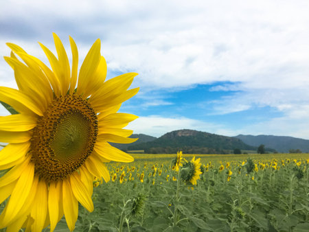 Time of Sunflowers.の写真素材