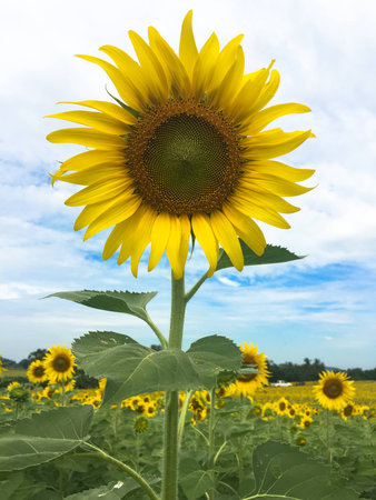 Time of Sunflowers.の写真素材