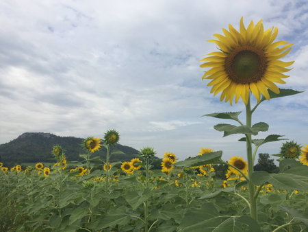 Time of Sunflowers.の写真素材