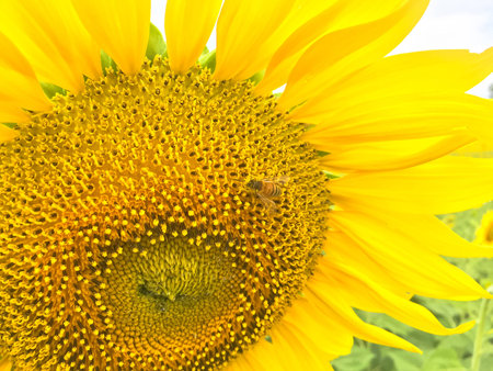 Time of Sunflowers.の写真素材