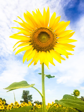 Time of Sunflowers.の写真素材