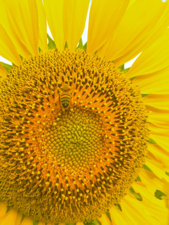 Time of Sunflowersの写真素材