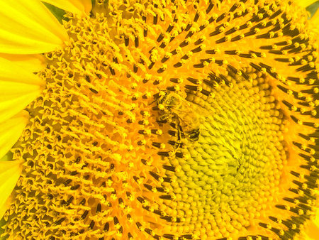 agriculture, background, beautiful, beauty, bee, big, blue, bright, card, circle, color, colorful, daisy, detail, field, flora, floral, flower, flowers, foliage, fresh, garden, gold, golden, happiness, honey, isolated, macro, meadow, natural, nature, objeの写真素材