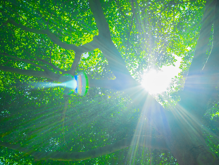 treesの写真素材