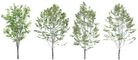trees on white background
