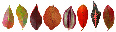 autunm set of leaves isoleted on white blackground