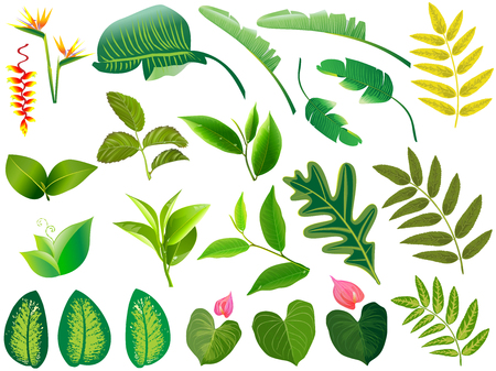 Summer, spring leaves set. Green flat icon. vector, Isolated on white background.のイラスト素材