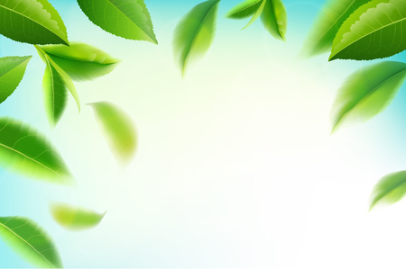 Green tea leaves frame with place for text, with leaf natural illustration.のイラスト素材