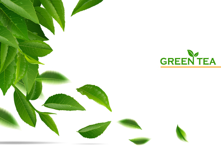 Green tea leaves manu and postcard vector nature background, natural cosmetics and health care products, green tea cup brochure, banner, poster, vector illustration.のイラスト素材